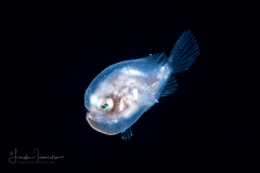 Frogfish - Dwarf -  Antennariidae Family - Antennarius pauciradiatus