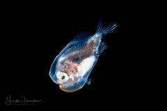Frogfish - Dwarf -  Antennariidae Family - Antennarius pauciradiatus
