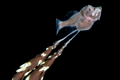 Gibberfish - Gibberichthyidae  Family - Gibberichthys pumilus