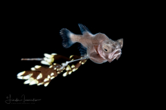 Gibberfish - Gibberichthyidae  Family - Gibberichthys pumilus
