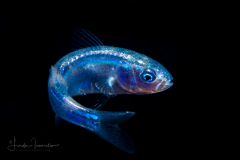 Goatfish Larva - Mullidae Family