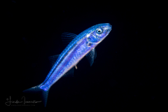 Goatfish Larva - Mullidae Family