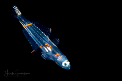 Goby Larva - Dash - Gobiidae Family - Ctenogobius saepepallens
