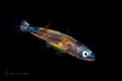 Goby Larva - Rusty - Gobiidae Family - Priolepis hipoliti