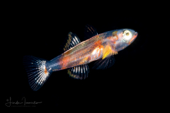 Goby Larva - Rusty - Gobiidae Family - Priolepis hipoliti