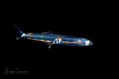 Goby - Sleeper - Eleotridae - Eleotris sp. ?