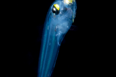 Greeneye  - Shortnose -  Chlorophthalmidae Family - Chlorophthalmus agassizi