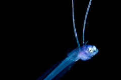 Grideye Larva - Ipnopidae Family - Ipnops murrayi