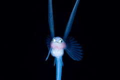 Grideye Larva - Ipnopidae Family - Ipnops murrayi
