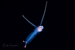 Grideye Larva - Ipnopidae Family - Ipnops murrayi