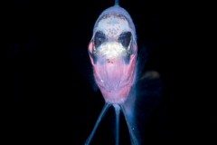Grouper Larva - Serranidae Family
