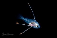 Grouper Larva - Possibly Graysby - Serranidae Family - Cephalopholis cruentata