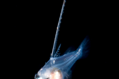 Grouper Larva - Possibly Graysby - Serranidae Family - Cephalopholis cruentata