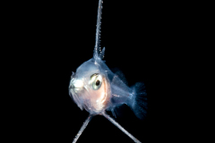 Grouper Larva - Possibly Graysby - Serranidae Family - Cephalopholis cruentata
