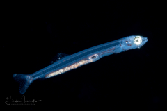 Menhaden Larva -  Alosidae Family - Brevoortia species