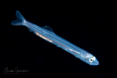 Menhaden Larva -  Alosidae Family - Brevoortia species