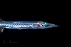 Halfbeak Juvenile -  Hemiramphidae - Hemiramphus sp.