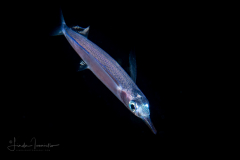 Halfbeak Juvenile -  Hemiramphidae - Hemiramphus sp.
