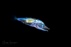 Sailfish - Istiophoridae Family - Istiophorus platypterus (probably)