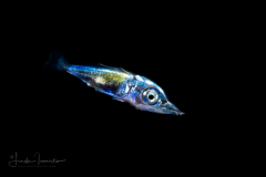 Sailfish - Istiophoridae Family - Istiophorus platypterus (probably)