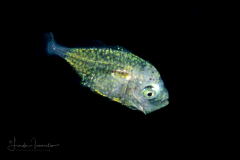 Jack - Atlantic Bumper - Carangidae Family -  Chloroscombrus species