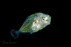 Jack - Atlantic Bumper - Carangidae Family -  Chloroscombrus species