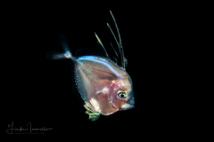 Moonfish - Atlantic - Carangidae Family - Selene setapinnis