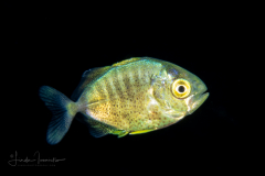 Jack - Carangidae Family