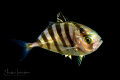 Jack - Carangidae Family