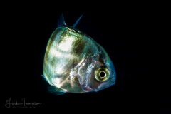 Jack - Carangidae Family
