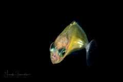 Jack - Carangidae Family