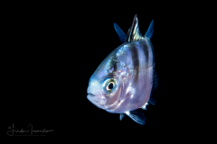 Jack - Carangidae Family