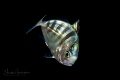Jack - Carangidae Family