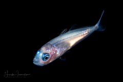 Jack - Carangidae Family