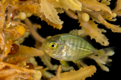 Jack - Carangidae Family - Hiding in Sargassum