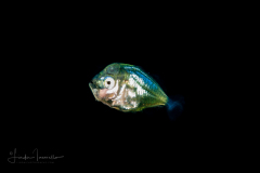 Jack - Carangidae Family - Perhaps Selene species