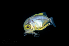 Jack - Carangidae Family - Uraspis species - with a Jellyfish - Probably a Nausithoe