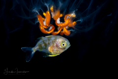 Driftfish - Nomeidae Family - probably Psenes pellucidus - Bluefin Driftfish - With a Salp Cluster