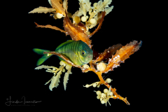 Jack - Carangidae Family - in Sargassum