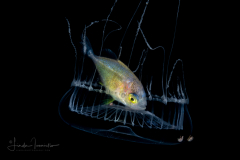 Jack - Carangidae Family -  in a Hydromedusa - Aequorea sp.