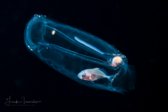 Jack - Carangidae Family - in a Salp