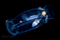 Jack - Carangidae Family - in a Salp