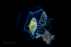 Jack - Carangidae Family - using the Hydromedusa for cover - Orchistoma collapsum