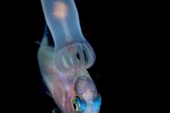 Jack - Carangidae Family - using the Pelagic Larval Stage of a Tube Anemone for cover - Ceriantharia - Arachnactidae Family
