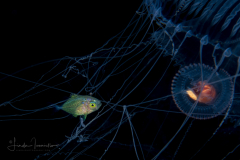 Jack - Carangidae Family - using the jellyfish for cover