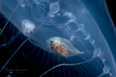Jack - Carangidae Family - using the jellyfish for cover