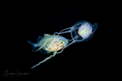 Jack - Carangidae Family - with a Hydromedusa - Cirrhitiara superba