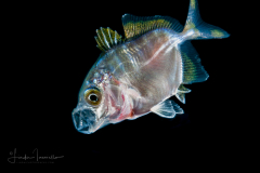 Jack - Probably Blue Runner - Carangidae Family - Caranx crysos
