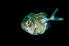 Jack - Probably Blue Runner - Carangidae Family - Caranx crysos