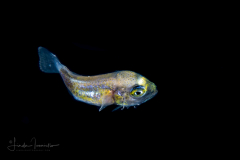 Jack - Probably Rainbow Runner - Carangidae Family - Elagatis bipinnulata